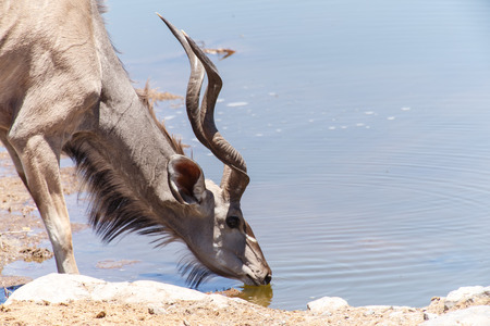 Adult Kudu at Etosha National Park in Nambia, Africaの写真素材