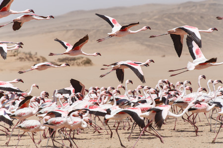 Flamingo Bird in Flight at Walvis Bay / Swakopmund, Nambia, Africaの写真素材