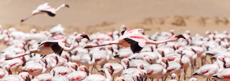 Flamingo Bird in Flight at Walvis Bay / Swakopmund, Nambia, Africaの写真素材
