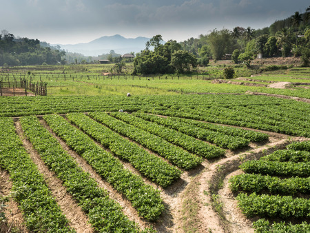 Soy Bean Field in Mae Sap, Northern Thailandの写真素材