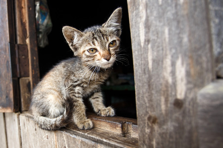 Cute kitten in Falam Town , Chin State, Western Myanmar (Burma)の写真素材