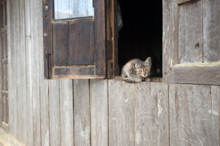 Cute kitten in Falam Town , Chin State, Western Myanmar (Burma)の写真素材