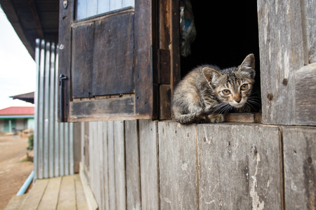 Cute kitten in Falam Town , Chin State, Western Myanmar (Burma)の写真素材