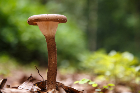 Wild Mushroom Growing in Forest, Northern Thailandの写真素材