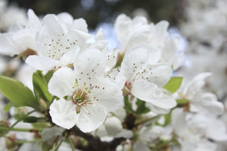 Orchard cherry tree spring time white blossom