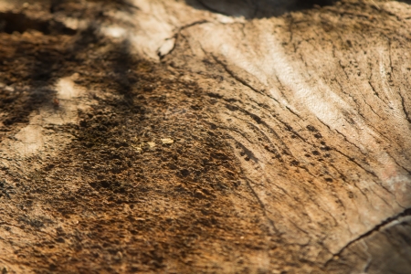 Wood texture in shadow and sunlightの写真素材
