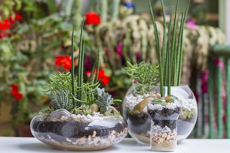 Eco gardening terrariums in glass potsの写真素材