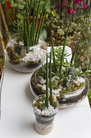 Eco gardening terrariums in glass potsの写真素材