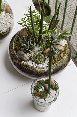 Eco gardening terrariums in glass potsの写真素材