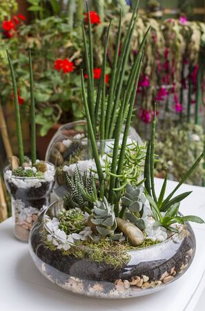 Eco gardening terrariums in glass potsの写真素材