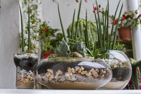 Eco gardening terrariums in glass potsの写真素材