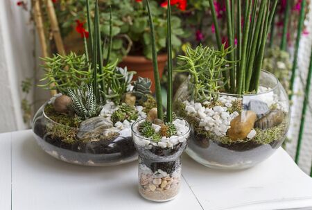 Eco gardening terrariums in glass potsの写真素材