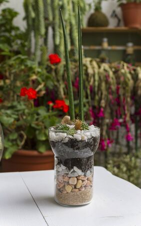 Eco gardening terrariums in glass potsの写真素材