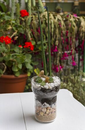 Eco gardening terrariums in glass potsの写真素材