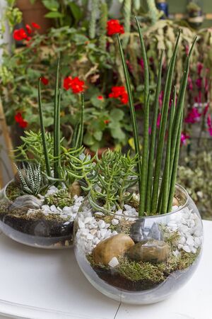 Eco gardening terrariums in glass potsの写真素材