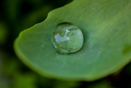Dew drop on a leafの写真素材