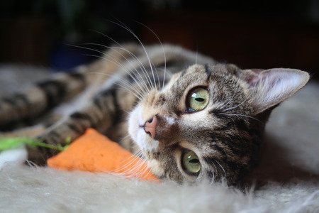 Cat on Rugの写真素材