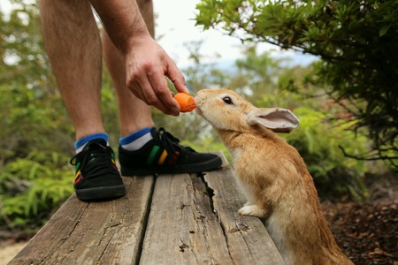 Cheeky Rabbitの素材