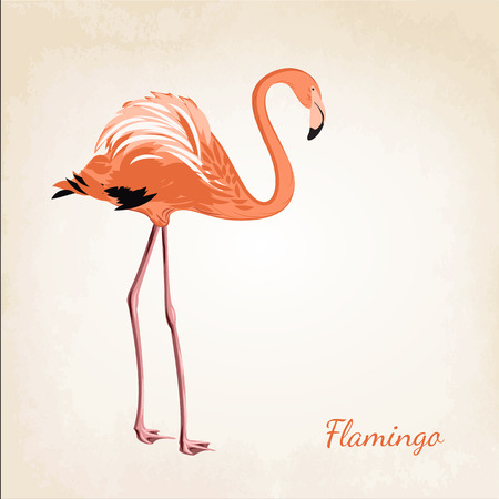 Beautiful pink flamingo bird isolated on vintage background.のイラスト素材