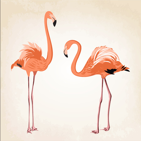 Beautiful pink flamingo birds on vintage background.のイラスト素材