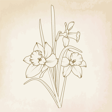 Beautiful detailed narcissus daffodils bouquet. Isolated spring flowers on vintage paper background.のイラスト素材