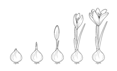 Crocus germination from corm bulb to sprouts to flower. Life cycle phases evolution. Isolated black outline sketch on white background. Flowering plant growth concept vector design illustration.のイラスト素材