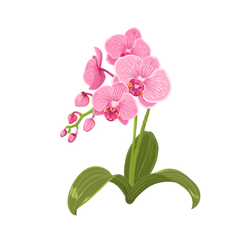Elegant gentle pink purple orchid phalaenopsis exotic tropical flower inflorescence isolated on white background.のイラスト素材