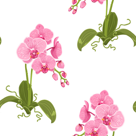 Realistic detailed drawing pink purple phalaenopsis moth orchid flowers, buds, green leaves, stem, roots. Exotic floral seamless pattern on white background. Vector design illustration.のイラスト素材