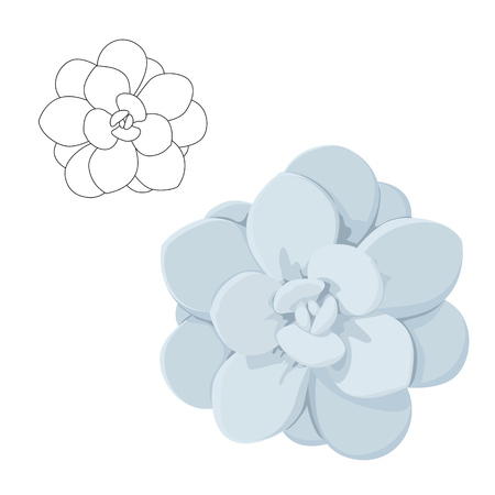Echeveria stone rose succulent flower plant isolated on white background. Pretty soft pastel blue mint colors. Realistic top view vector illustration. Black and white outline sketch drawing.のイラスト素材