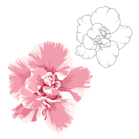 Camelia flower design elements set. Outline vector sketch black line drawing tattoo style. Realistic bright pink color flower macro close up view bloom blossom petals. Isolated on white background.のイラスト素材