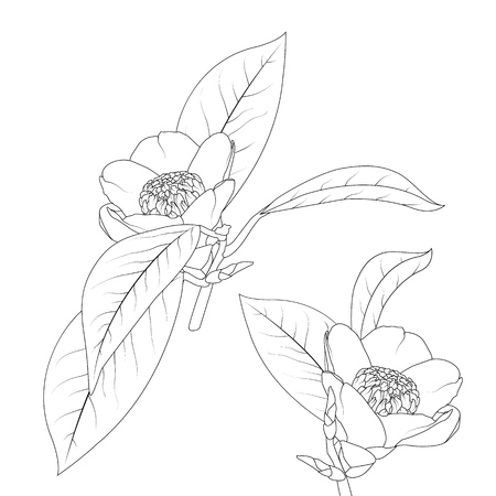 Japanese camelia flower with stem and leaves black ink line drawing on white background. Isolated botanical floral vector illustration. Detailed realistic sketch design element.のイラスト素材