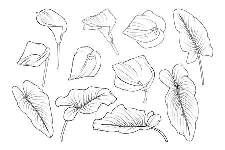 Calla lily zantedeschia set of isolated black and white flowers.のイラスト素材