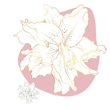 Golden lily isolated on a white pink background. Line art. Vector illustrationのイラスト素材