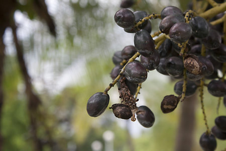 Betel palmの写真素材