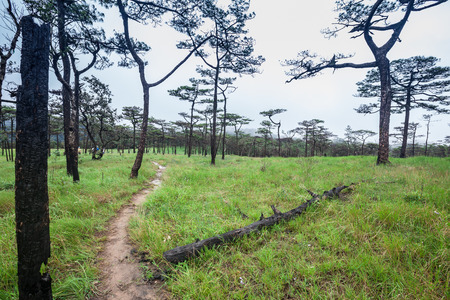 path in mist forestのeditorial素材