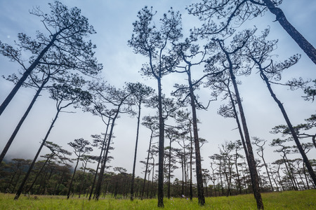 Travel landscape- pine treesの写真素材
