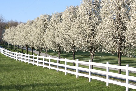 Pear trees in a rowの写真素材