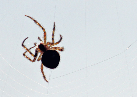 Orb Weaver spider on webの写真素材