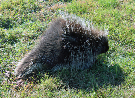 Porcupine in the daylight at Mt Agamnticus Park, York, Maine.の写真素材