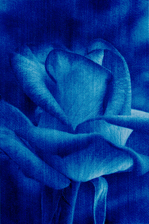 beauty blue rose, abstract jeans texture flower backgroundの写真素材
