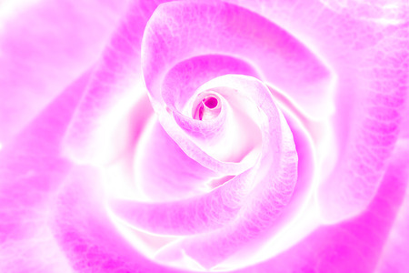 beauty pink rose, abstract flower backgroundの写真素材