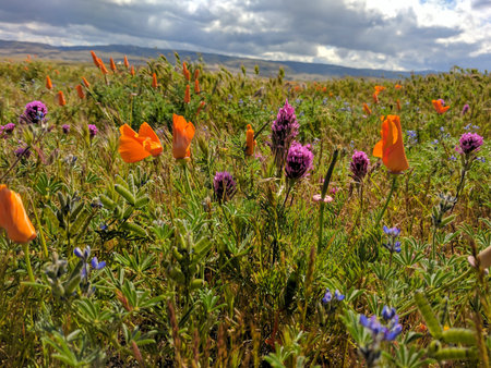Poppy Fields