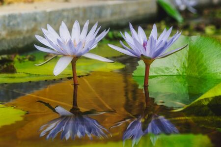 Exotic and idyllic flowers in the pond of a garden in Mexico.の写真素材