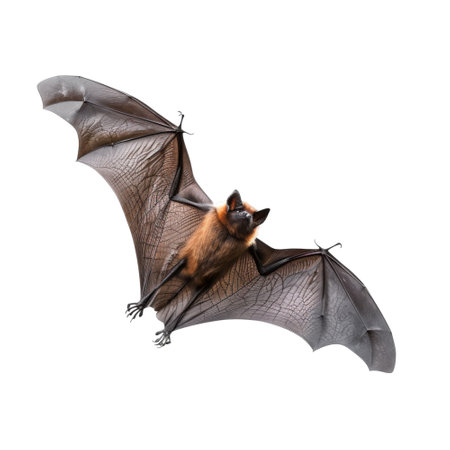 A single bat with brown fur, large wings, and sharp claws, flying against a black background.の素材