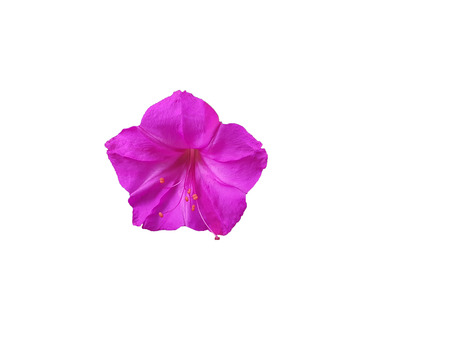 Beautiful purple petunia flower isolated white backgroundの写真素材