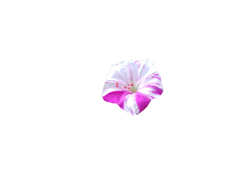 Beautiful white and purple petunia flower isolated white background