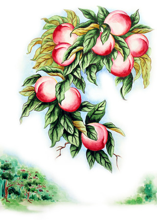 Peachesのeditorial素材