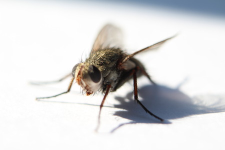 Fly sitting on a white backgroundの写真素材