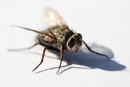 Fly sitting on a white backgroundの写真素材