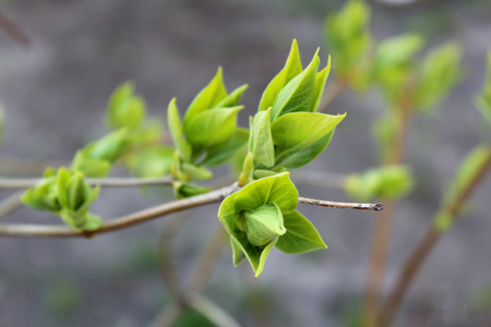 Spring plantsの写真素材